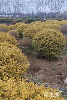 冠幅120厘米亮晶女贞球