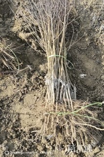 0.8公分红叶碧桃