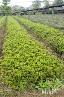 高度35厘米毛鹃