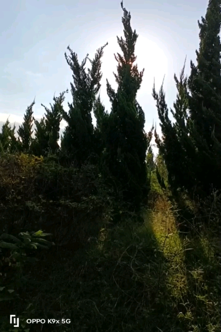 高度160厘米龙柏