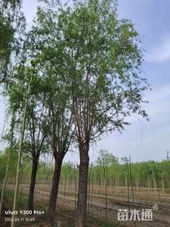 30公分西湖垂柳