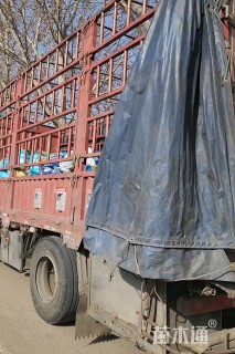 高度40厘米西伯利亚鸢尾