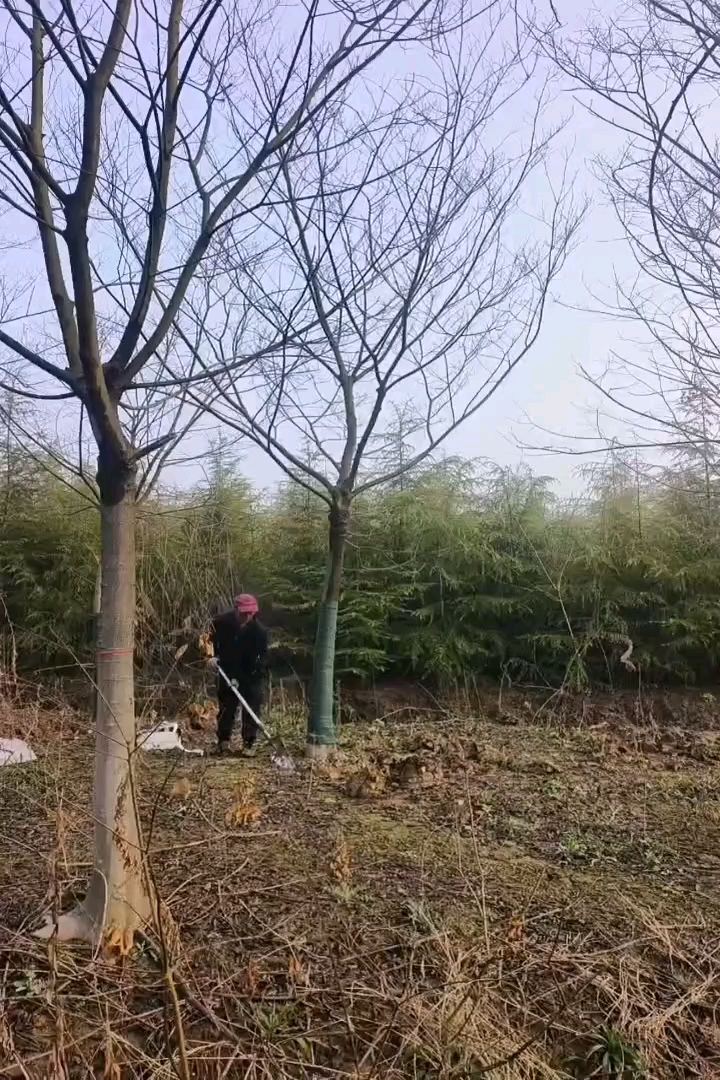 15公分珊瑚朴