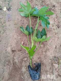 高度30厘米八角金盘