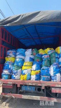 高度40厘米大吴风草