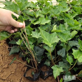 40厘米常春藤
