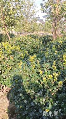 53公分无刺枸骨