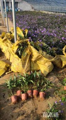 高度20厘米翠芦莉