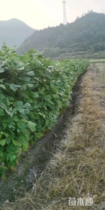 0.6公分鹅掌楸