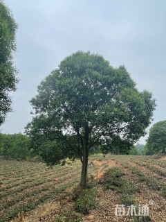 10公分大叶女贞