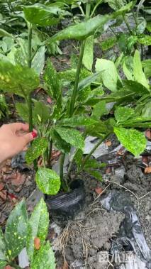 高度30厘米洒金珊瑚