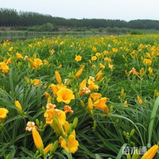 高度20厘米棣棠