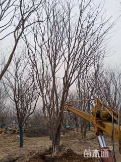 60公分丛生朴树