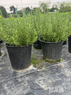 高度30厘米迷迭香