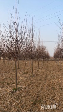 6公分欧洲小叶椴