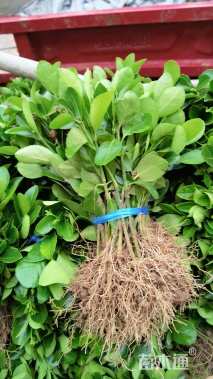 高度10厘米大叶黄杨