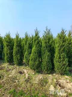 高度150厘米侧柏