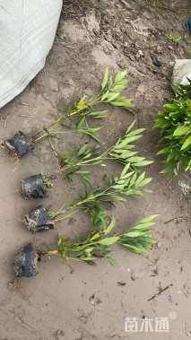 高度30厘米细叶十大功劳