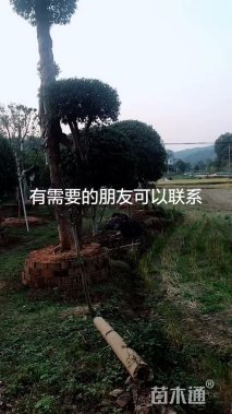 30公分桂花