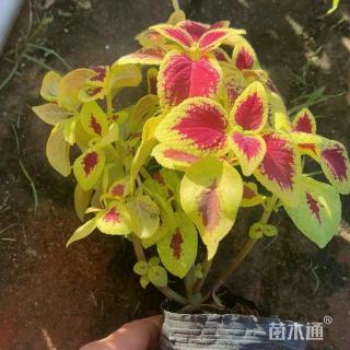 高度50厘米彩叶草