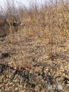 高度200厘米丛生蜡梅