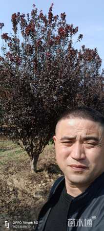 高度550厘米丛生紫叶李