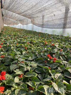 高度25厘米一串红