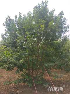 高度500厘米丛生五角枫