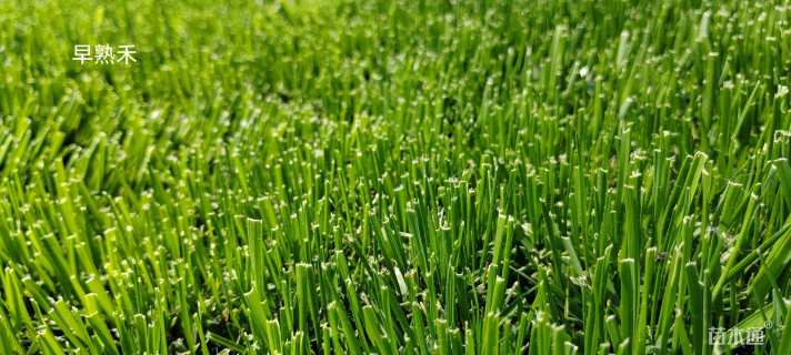 草卷状早熟禾草