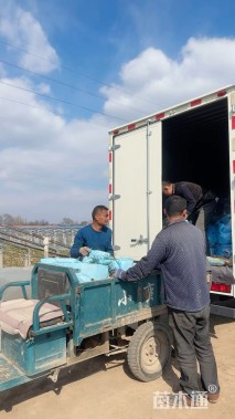 高度40厘米茭笋