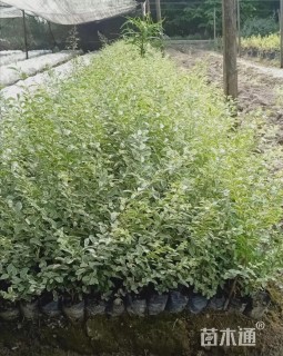 高度40厘米银姬小蜡