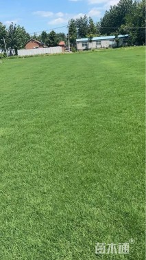 草卷状百慕大草