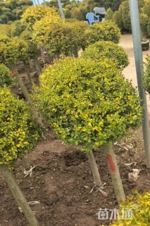 冠幅40厘米亮晶女贞球