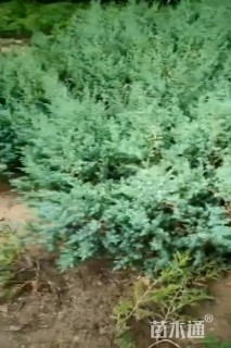 高度50厘米刺柏