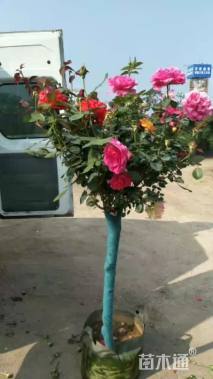 高度150厘米月季