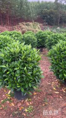 高度80厘米非洲茉莉