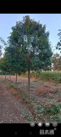 12公分大叶女贞