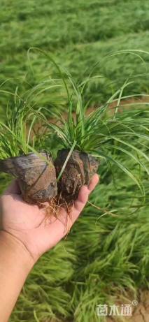 高度15厘米青绿苔草