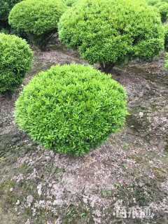 冠幅80厘米雀舌黄杨球