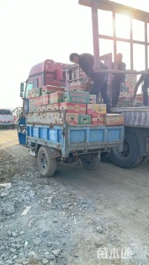 高度20厘米拂子茅