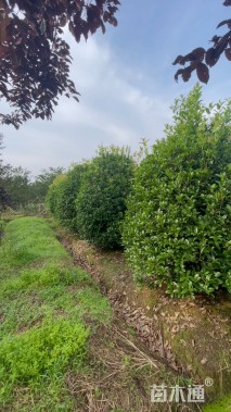 高度250厘米丛生桂花