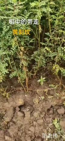 高度60厘米黄刺玫