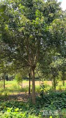 18公分大叶女贞