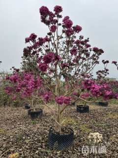 10公分紫花风铃木