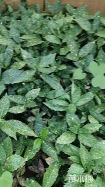 高度30厘米洒金珊瑚