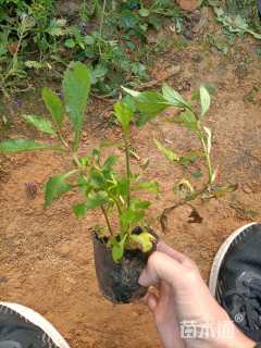 高度15厘米马鞭草
