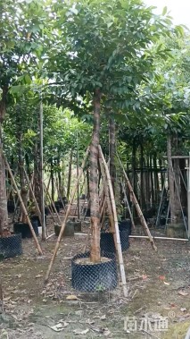 15公分水翁