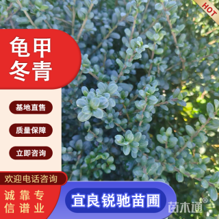 高度20厘米龟甲冬青