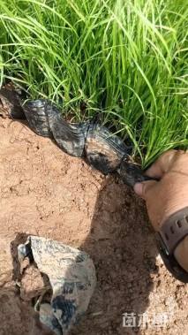 高度15厘米青绿苔草