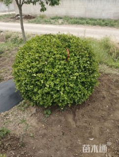 冠幅150厘米瓜子黄杨球